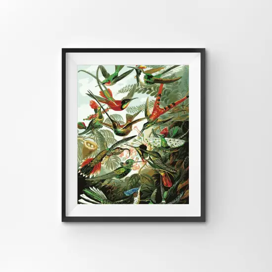 Hummingbirds, by Ernst Haeckel {2}