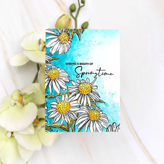 Paint-A-Flower: White Swan Echinacea Outline Stamp Set {6}