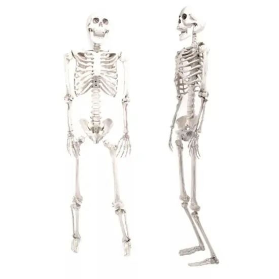 5.6Ft Halloween Skeleton Full Life Size Human Skull Holiday Tricky Haunted Props {4}