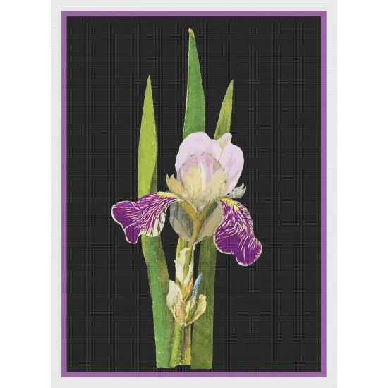Purple Iris Flowers by Mary Delany Counted Cross Stitch Pattern {2}
