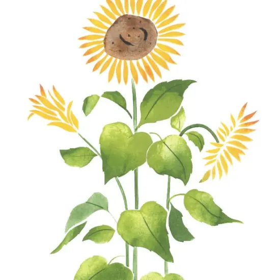 Sunflower Wall Stencil | 2083 by Designer Stencils | Floral Stencils | Reusable Art Craft Stencils for Painting on Walls, Canvas, Wood | Reusable Plastic Paint Stencil for Home Makeover | Easy to Use & Clean Art Stencil {2}