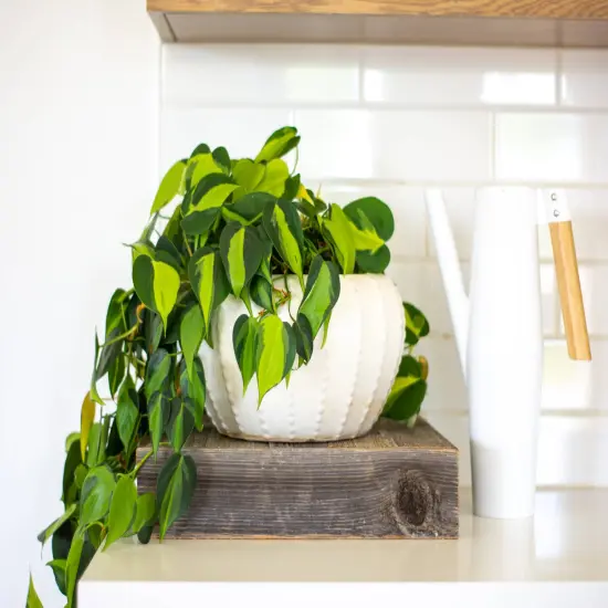 Rustic Farmhouse Decorative 15 in. x 15 in. Solid Reclaimed Wooden Display Riser/Stand Grey {2}