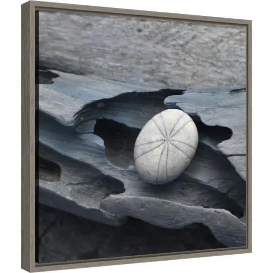 Nautical Shell still life III by Savanah Plank Danita Delimont 16-in. W x 16-in. H. Canvas Wall Art Print Framed in Grey {2}