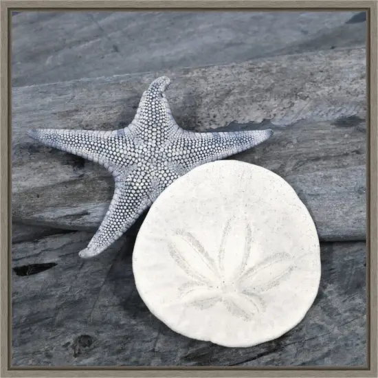 Nautical Shell still life by Savanah Plank Danita Delimont 16-in. W x 16-in. H. Canvas Wall Art Print Framed in Grey {1}