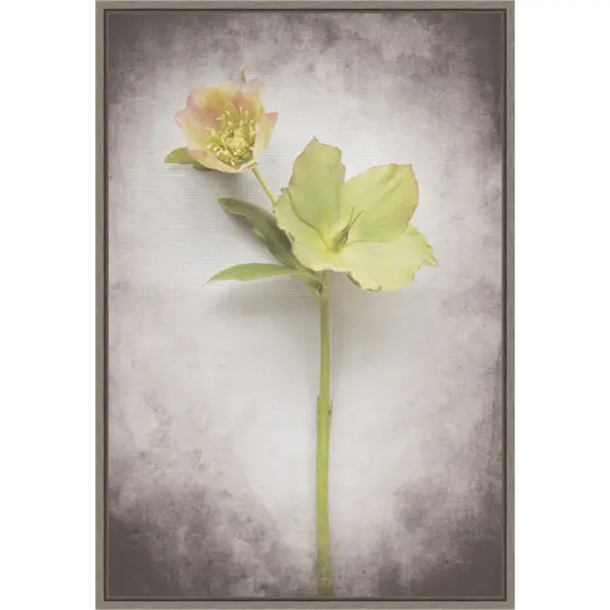 Vintage Hellebore Study II by Felicity Bradley 16-in. W x 23-in. H. Canvas Wall Art Print Framed in Grey {1}
