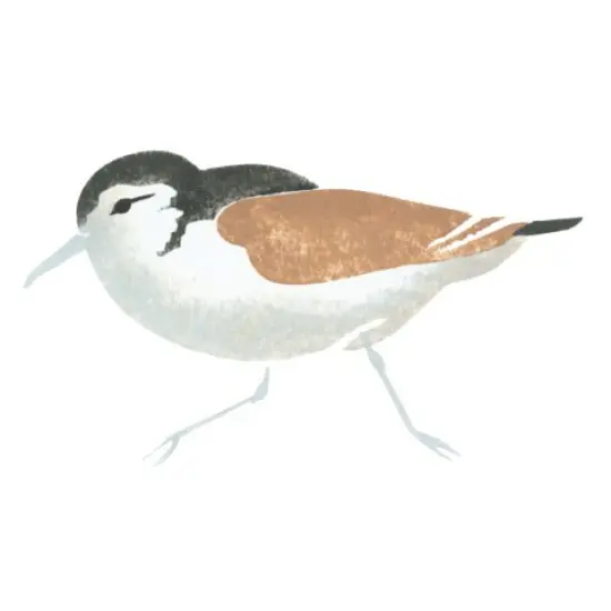 Single Sandpiper Bird Wall Stencil | 1174 by Designer Stencils | Animal & Nature Stencils | {1}