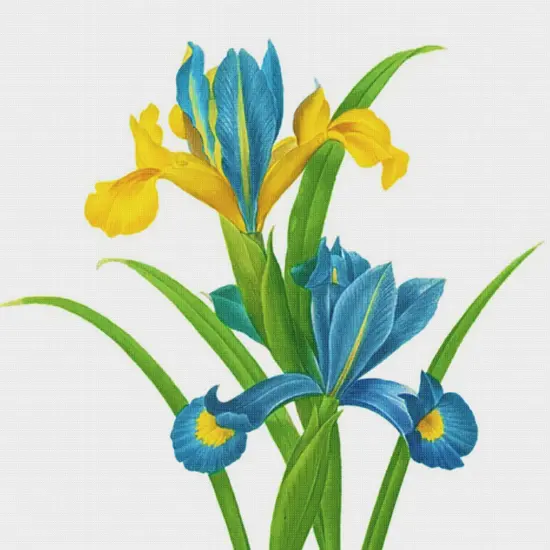 Orenco Originals Redoute Blue Yellow Iris Flower -Square Counted Cross Stitch Pattern {2}