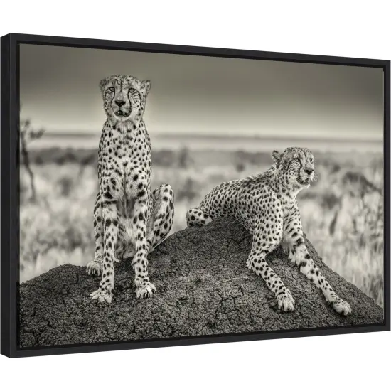 Two Cheetahs watching out by Henrike Scheid 23-in. W x 16-in. H. Canvas Wall Art Print Framed in Black {2}