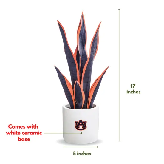 Auburn Tigers Faux Snake Plant and Orchid (2 Pack) - Fan-Favorite Gift Bundle {3}
