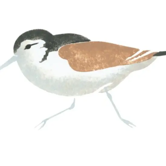 Single Sandpiper Bird Wall Stencil | 1174 by Designer Stencils | Animal & Nature Stencils | {2}