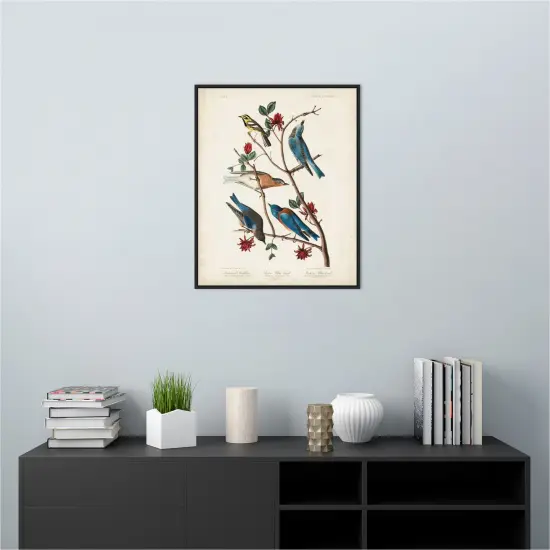 Townsends Warbler by John James Audubon Canvas Art Framed {4}