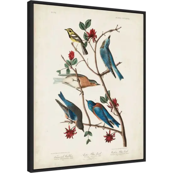 Townsends Warbler by John James Audubon Canvas Art Framed {2}