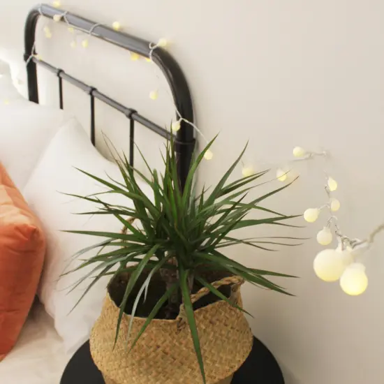 Perfect Holiday 50 LED Frosted Globe String Lights w/ Remote - WW Battery Operated {3}