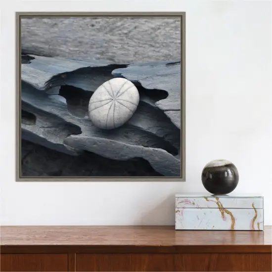 Nautical Shell still life III by Savanah Plank Danita Delimont 16-in. W x 16-in. H. Canvas Wall Art Print Framed in Grey {5}