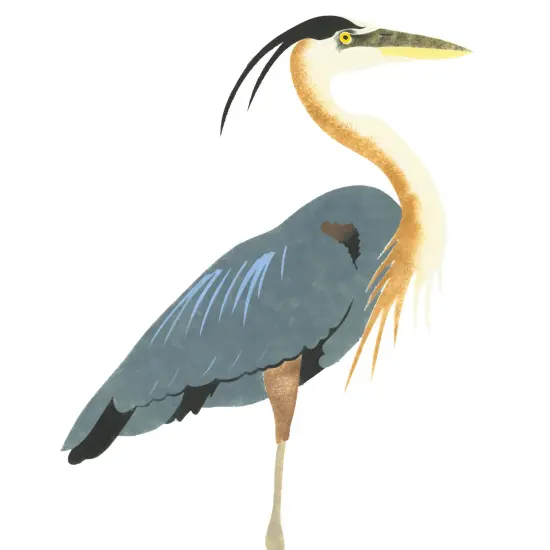 Blue Heron Wall Stencil | 1249 by Designer Stencils | Animal & Nature Stencils | Reusable Art Craft Stencils for Painting on Walls, Canvas, Wood | Reusable Plastic Paint Stencil for Home Makeover | Easy to Use & Clean Art Stencil {2}