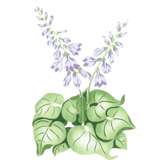 Hosta Wall Stencil | 1945 by Designer Stencils | Floral Stencils | Reusable Art Craft Stencils for Painting on Walls, Canvas, Wood | Reusable Plastic Paint Stencil for Home Makeover | Easy to Use & Clean Art Stencil {1}