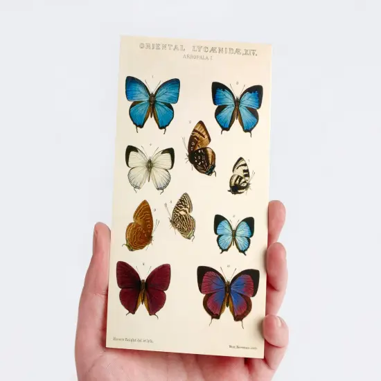 Vintage Collection Postcard Set: Pack of 30 Retro Style Botanical, Nature and Ephemera Postcards by Wintertime Crafts {3}