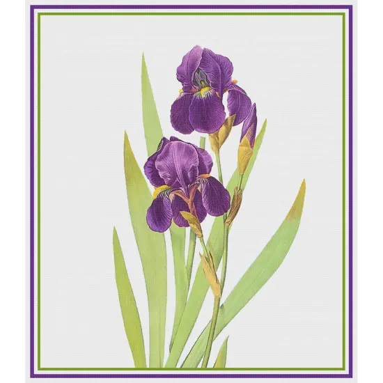 Bearded Iris Flower Inspired by Pierre-Joseph Redoute Counted Cross Stitch Pattern {2}