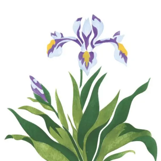 Iris Flower Wall Stencil | 1949 by Designer Stencils | Floral Stencils | Reusable Art Craft Stencils for Painting on Walls, Canvas, Wood | Reusable Plastic Paint Stencil for Home Makeover | Easy to Use & Clean Art Stencil {2}