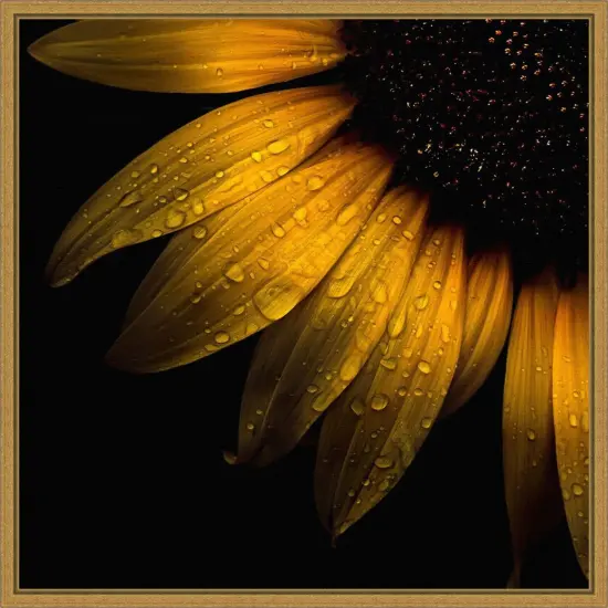 Sunflower Detail by Brian Carson 16-in. W x 16-in. H. Canvas Wall Art Print Framed in Gold {1}