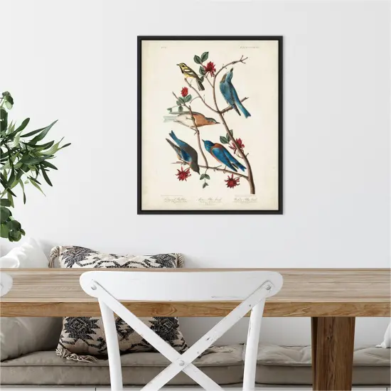 Townsends Warbler by John James Audubon Canvas Art Framed {6}