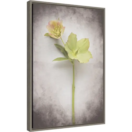 Vintage Hellebore Study II by Felicity Bradley 16-in. W x 23-in. H. Canvas Wall Art Print Framed in Grey {2}
