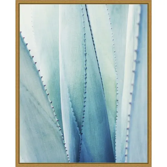 Pale Blue Agave Succulent No. 1 by Lupen Grainne 16-in. W x 20-in. H. Canvas Wall Art Print Framed in Gold {1}
