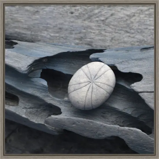 Nautical Shell still life III by Savanah Plank Danita Delimont 16-in. W x 16-in. H. Canvas Wall Art Print Framed in Grey {1}