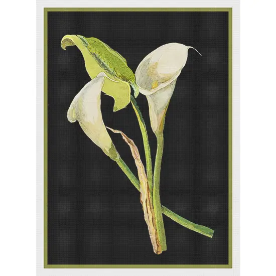 Calla Lily Flowers by Mary Delany Counted Cross Stitch Pattern {2}