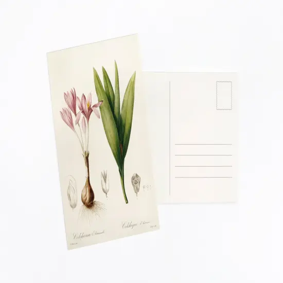 Vintage Collection Postcard Set: Pack of 30 Retro Style Botanical, Nature and Ephemera Postcards by Wintertime Crafts {4}