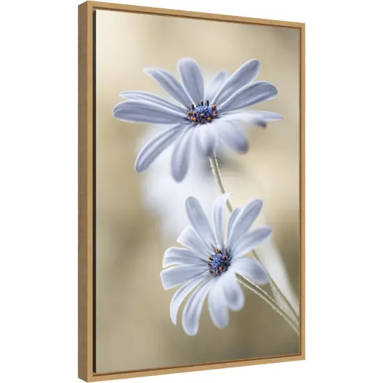 Cape daisies by Mandy Disher Canvas Wall Art Print Framed Natural {2}
