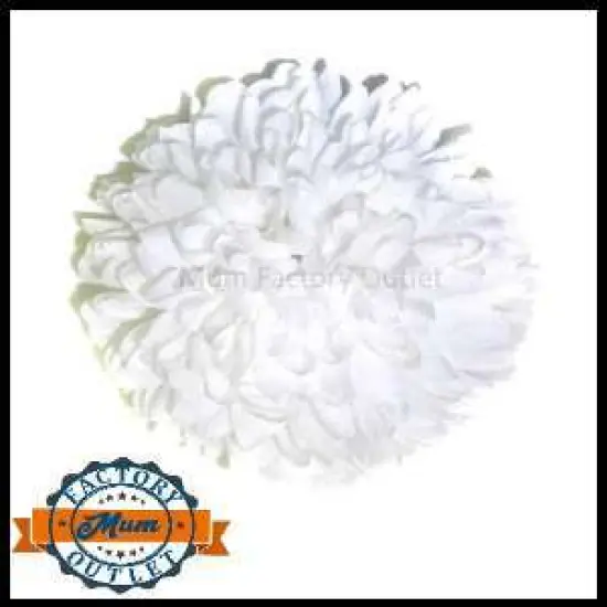7.5" Mum Flower 22 Layers - White MFO {1}