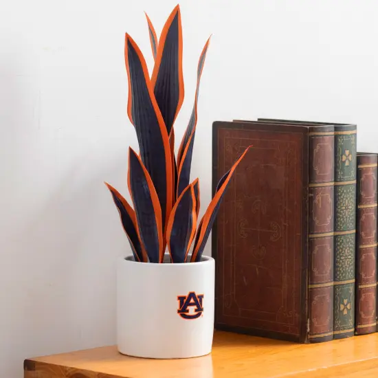 Auburn Tigers Faux Snake Plant and Orchid (2 Pack) - Fan-Favorite Gift Bundle {4}