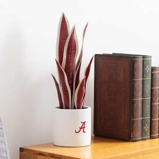 Alabama Snake Plant - University of Alabama Faux Snake Plant - Alabama Gifts for Men, Alabama Gifts for Women - Alabama Gifts, Crimson Tide Decorations - Office Accessories for Men {3}