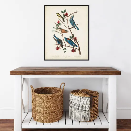 Townsends Warbler by John James Audubon Canvas Art Framed {5}