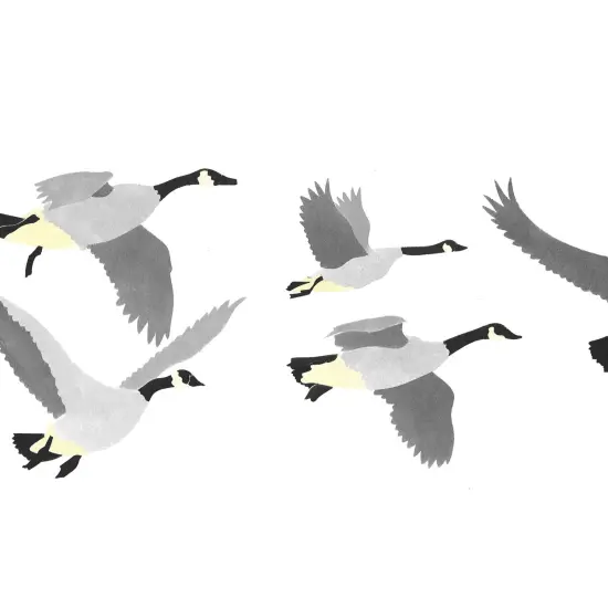 Flying Canada Geese Wall Stencil | 142R by Designer Stencils | Animal & Nature Stencils | Reusable Art Craft Stencils for Painting on Walls, Canvas, Wood | Reusable Plastic Paint Stencil for Home Makeover | Easy to Use & Clean Art Stencil {2}