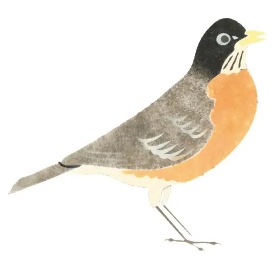 Robin Wall Stencil | 1699 by Designer Stencils | Animal & Nature Stencils | Reusable Art Craft Stencils for Painting on Walls, Canvas, Wood | Reusable Plastic Paint Stencil for Home Makeover | Easy to Use & Clean Art Stencil {2}