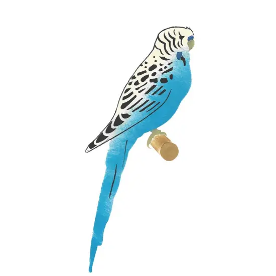 Parakeet Bird Wall Stencil | 1913 by Designer Stencils | Animal & Nature Stencils | Reusable Art Craft Stencils for Painting on Walls, Canvas, Wood | Reusable Plastic Paint Stencil for Home Makeover | Easy to Use & Clean Art Stencil {1}