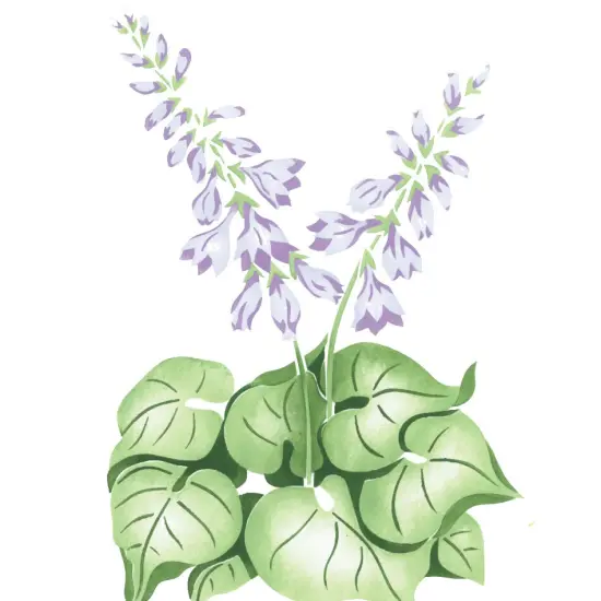 Hosta Wall Stencil | 1945 by Designer Stencils | Floral Stencils | Reusable Art Craft Stencils for Painting on Walls, Canvas, Wood | Reusable Plastic Paint Stencil for Home Makeover | Easy to Use & Clean Art Stencil {2}