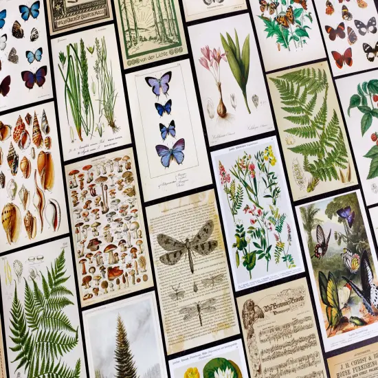 Vintage Collection Postcard Set: Pack of 30 Retro Style Botanical, Nature and Ephemera Postcards by Wintertime Crafts {2}