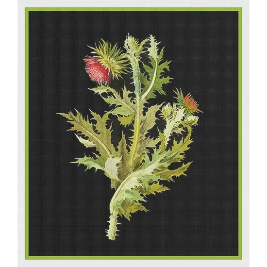 Nodding Thistle Plant by Mary Delany Counted Cross Stitch Pattern {2}