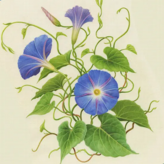 Orenco Originals Redoute Morning Glory Flower -Square Counted Cross Stitch Pattern {2}