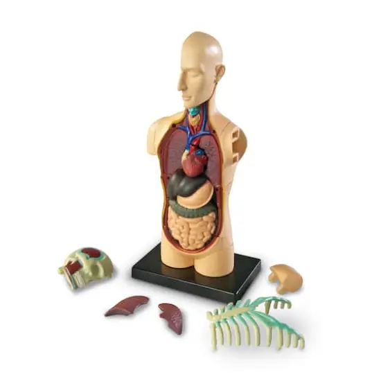 Learning Resources&reg; Human Body Anatomy Model {4}
