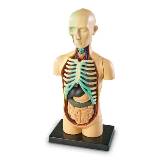 Learning Resources&reg; Human Body Anatomy Model {1}