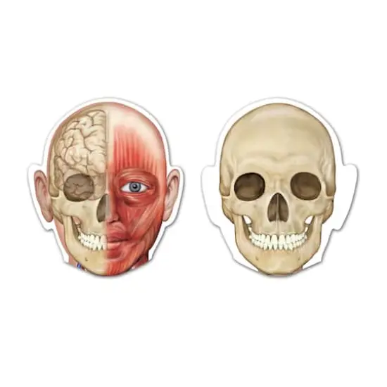Learning Resources&reg; Double-sided Magnetic Human Body  {4}