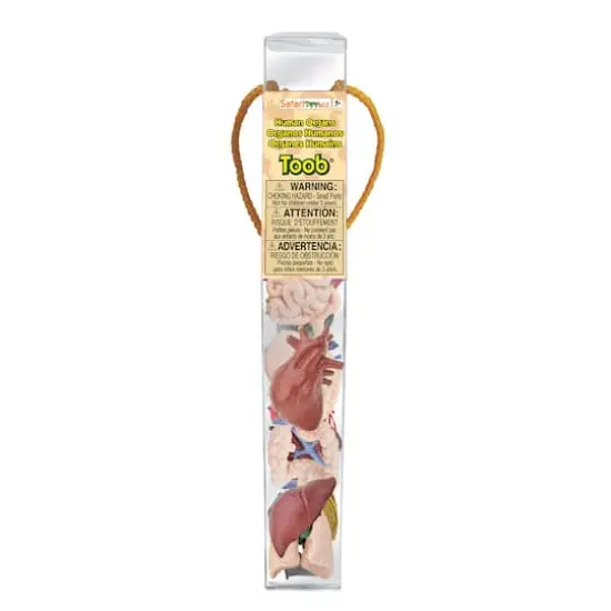 Safari Ltd&reg; Toob&reg; Human Organs {4}