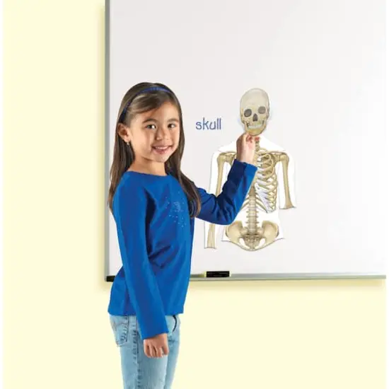 Learning Resources&reg; Double-sided Magnetic Human Body  {5}