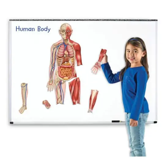 Learning Resources&reg; Double-sided Magnetic Human Body  {6}