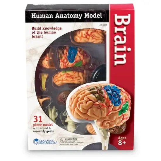 Learning Resources&reg; Brain Anatomy Model {3}