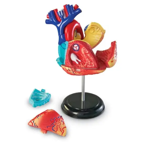 Learning Resources&reg; Heart Anatomy Model {3}